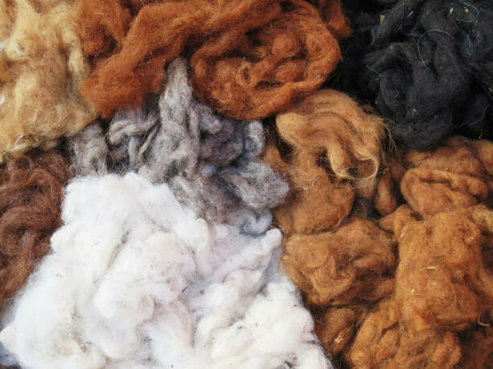 Royal Alpaca vs Baby Alpaca: How to Choose the Perfect Piece