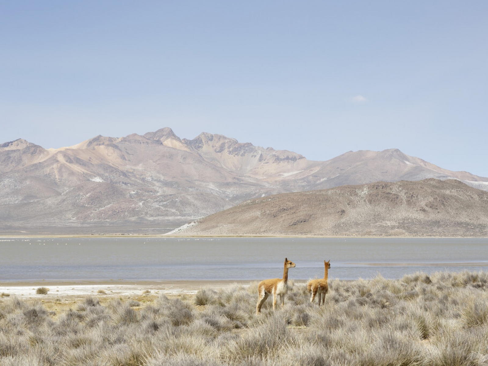 Where Do Alpacas Live? Andean Highlands Explained